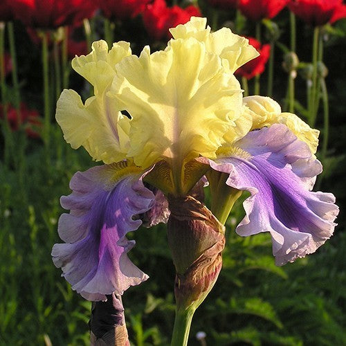 Iris germanica 'Edith Wolford'