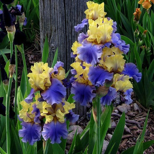 Iris germanica 'Edith Wolford'