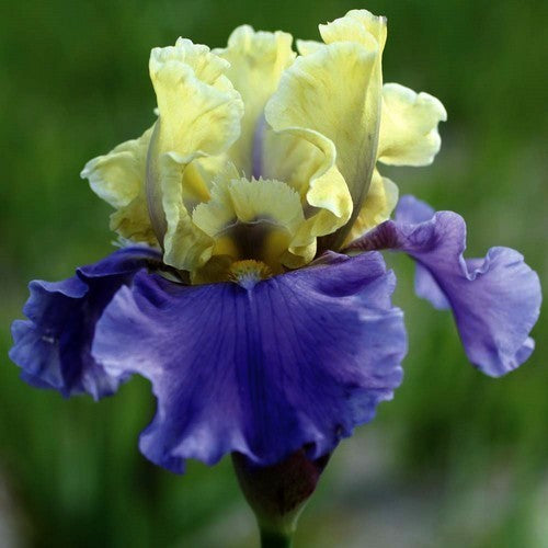 Iris germanica 'Edith Wolford'
