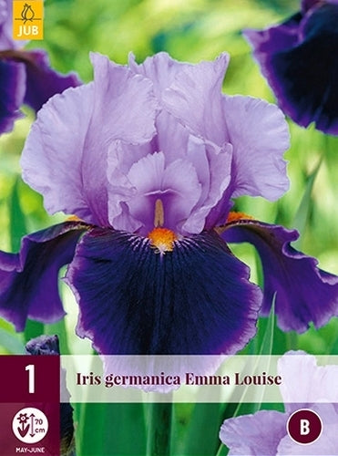 Iris germanica 'Emma Louise'