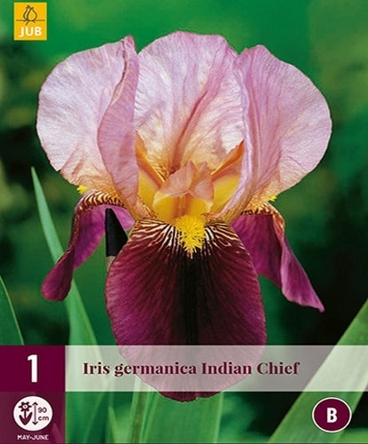 Iris germanica 'Indian Chief'