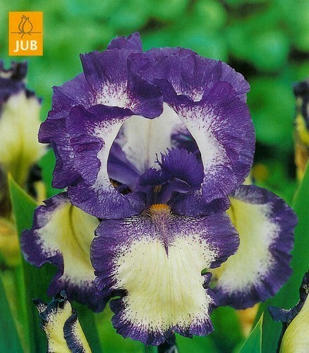 Iris germanica 'Loop The Loop'