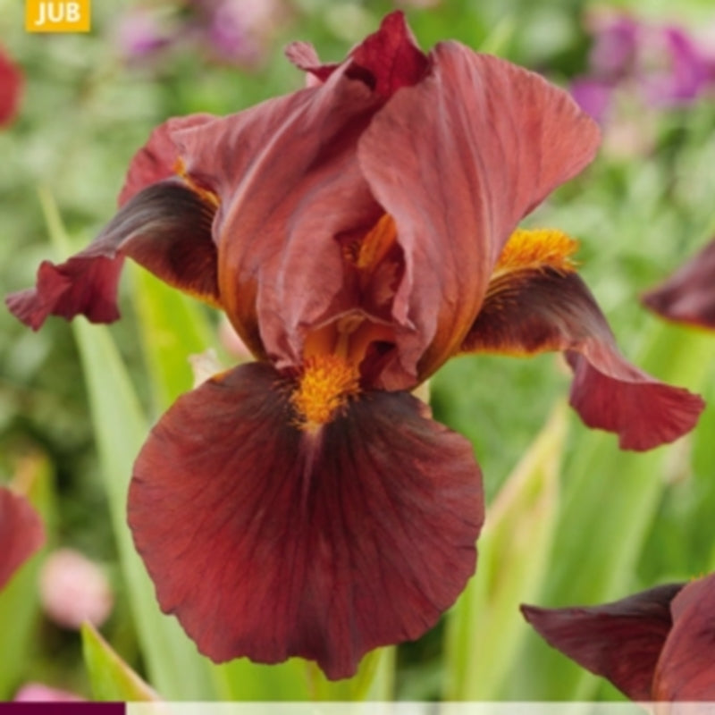 Iris germanica 'Red Zinger'