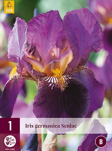 Iris germanica 'Senlac'