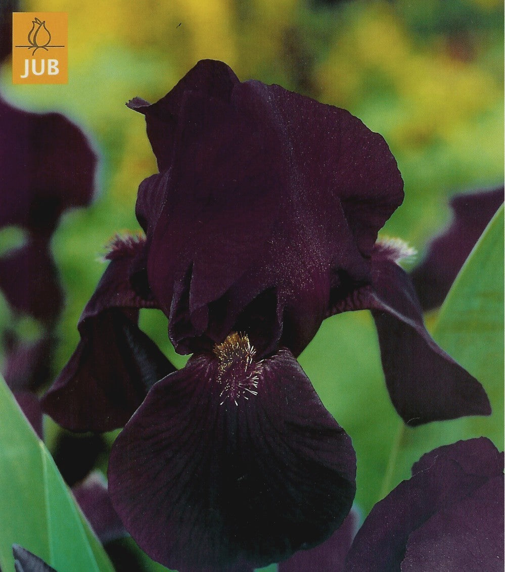 Iris germanica ‘Sign of Leo’ / 'Night Owl'