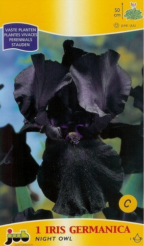 Iris germanica ‘Sign of Leo’ / 'Night Owl'