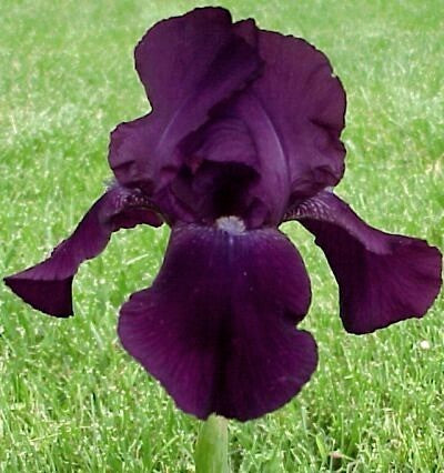 Iris germanica ‘Sign of Leo’ / 'Night Owl'