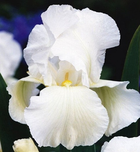Iris germanica 'White Knight'