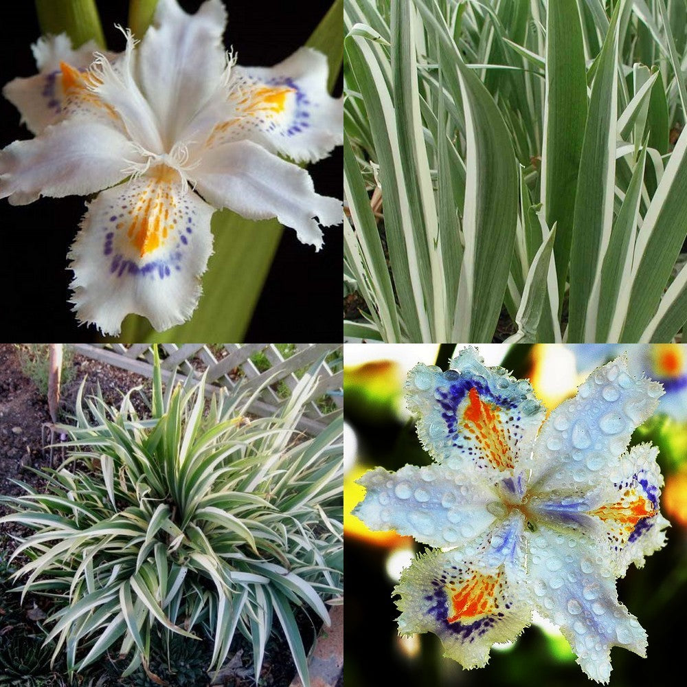 Iris japonica