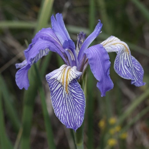 Iris missouriensis