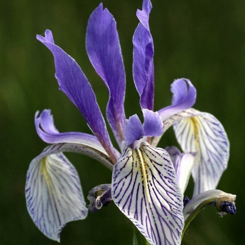 Iris missouriensis