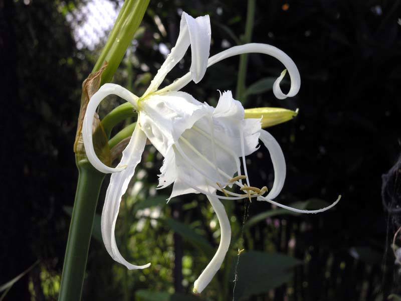 Ismene x festalis