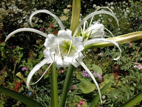 Ismene x festalis