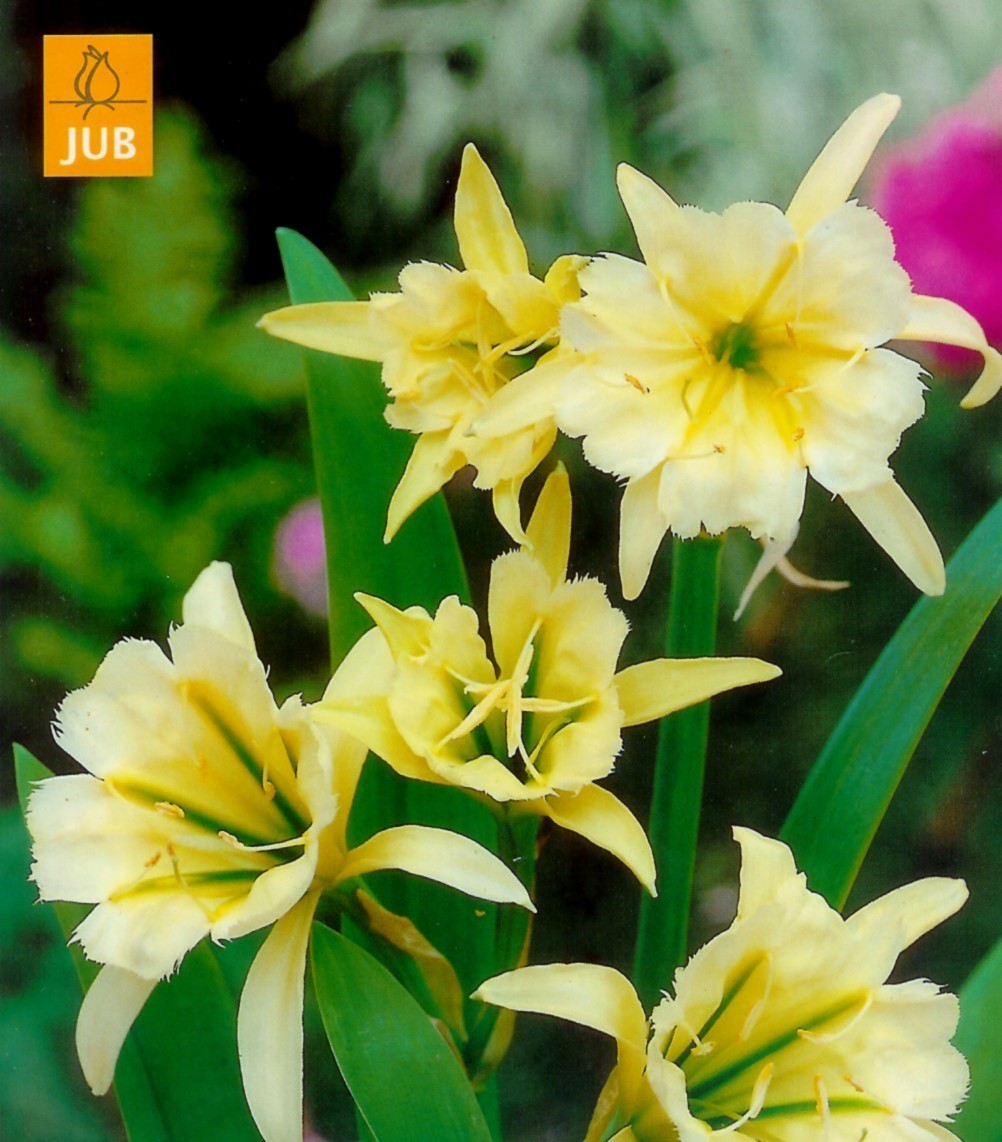 Ismene x festalis 'Sulphur Queen'