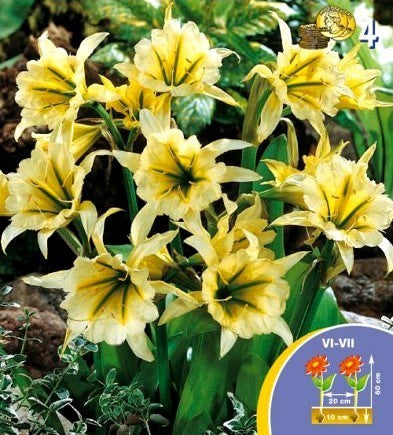 Ismene x festalis 'Sulphur Queen'