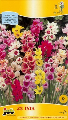 Ixia hybrida 'Mix'
