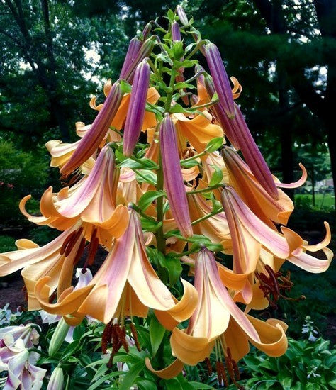 Lilium hybrida 'African Queen'