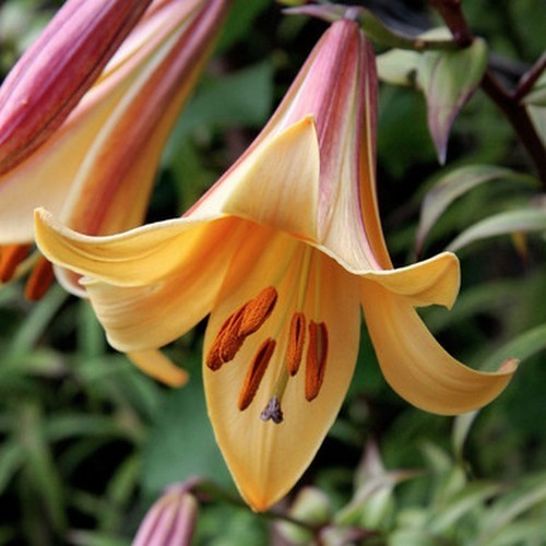 Lilium hybrida 'African Queen'