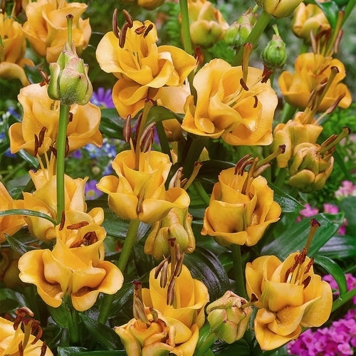 Lilium hybrida 'Apricot Fudge'