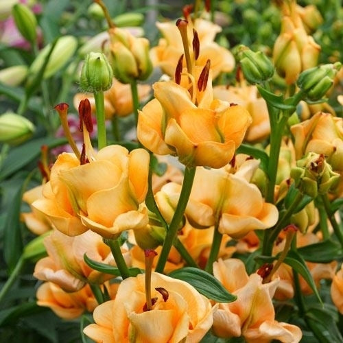 Lilium hybrida 'Apricot Fudge'