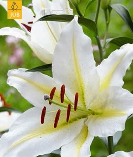 Lilium hybrida 'Baferrari'