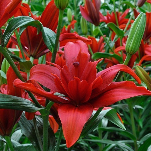 Lilium hybrida 'Bald Eagle'