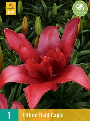 Lilium hybrida 'Bald Eagle'