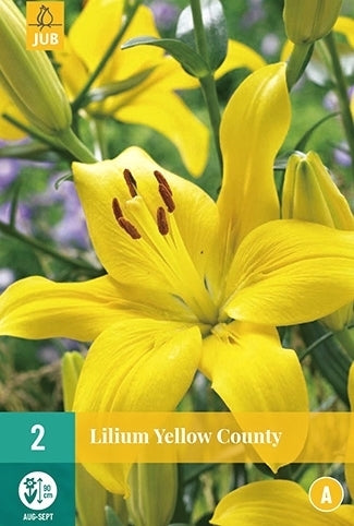 Lilium hybrida 'Belladonna' (Yellow) / 'Yellow Power'