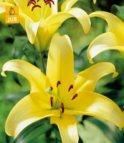Lilium hybrida 'Belladonna' (Yellow) / 'Yellow Power'