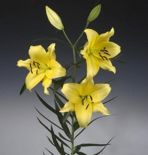 Lilium hybrida 'Belladonna' (Yellow) / 'Yellow Power'