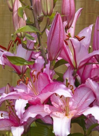 Lilium hybrida 'Brasilia'