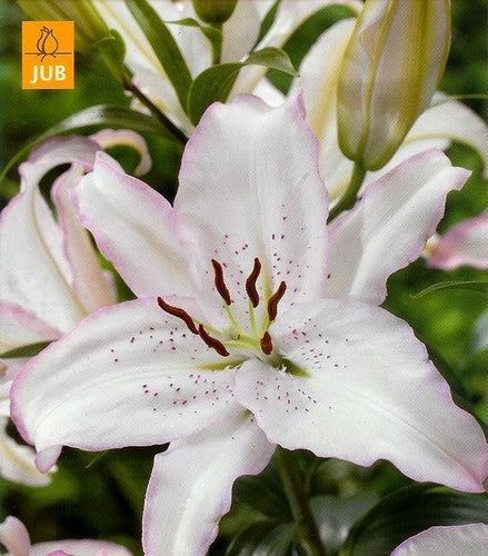 Lilium hybrida 'Brasilia'