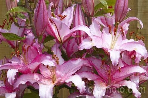 Lilium hybrida 'Brasilia'
