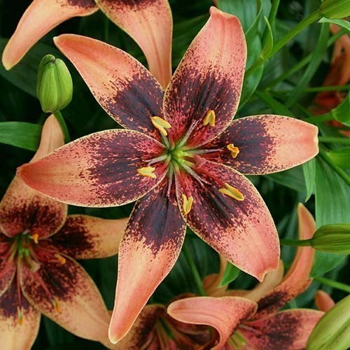 Lilium hybrida 'Burning Pixels' / 'Whistler'