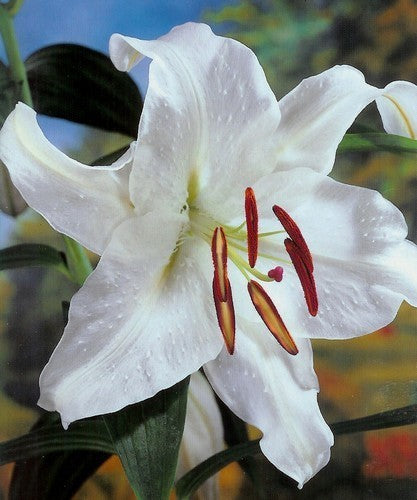 Lilium hybride 'Casa Blanca'