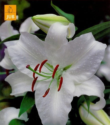 Lilium hybride 'Casa Blanca'