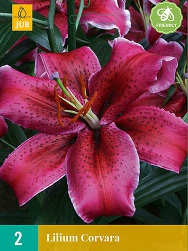 Lilium hybride 'Corvara'