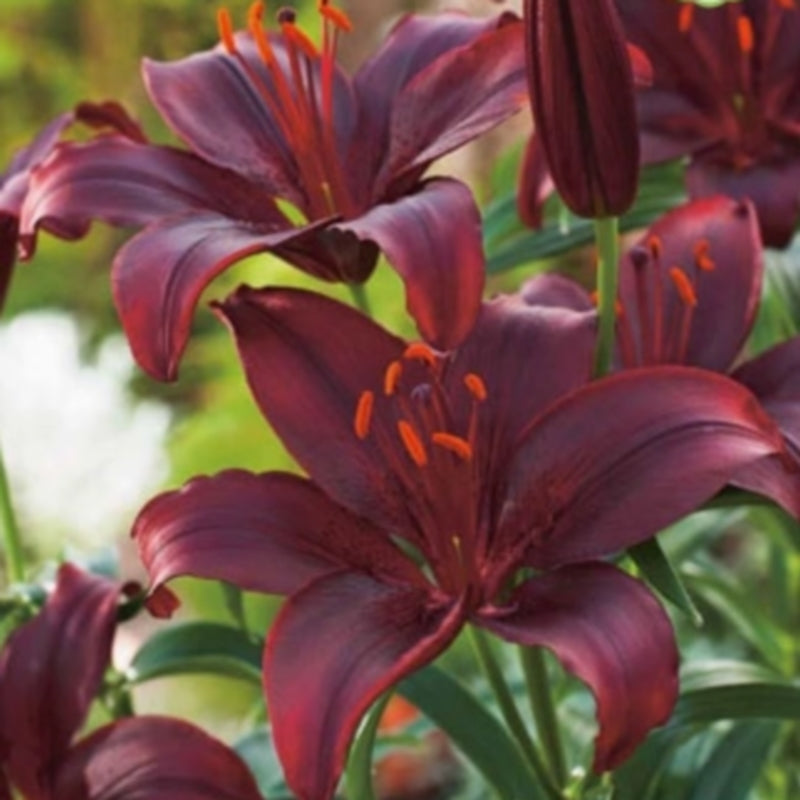 Lilium hybrid 'Dimension' / 'Landini'