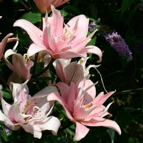 Lilium hybride 'Elodie'