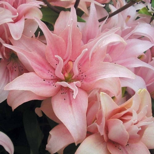 Lilium hybride 'Elodie'