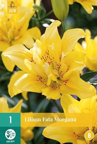 Lilium hybride 'Fata Morgana'
