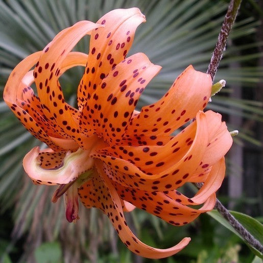Lilium hybride 'Flore Pleno'