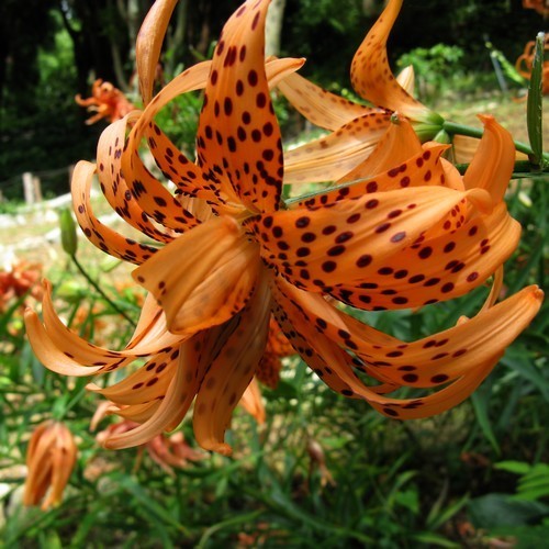 Lilium hybride 'Flore Pleno'