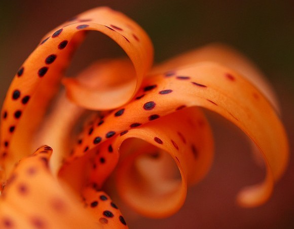 Lilium hybride 'Flore Pleno'