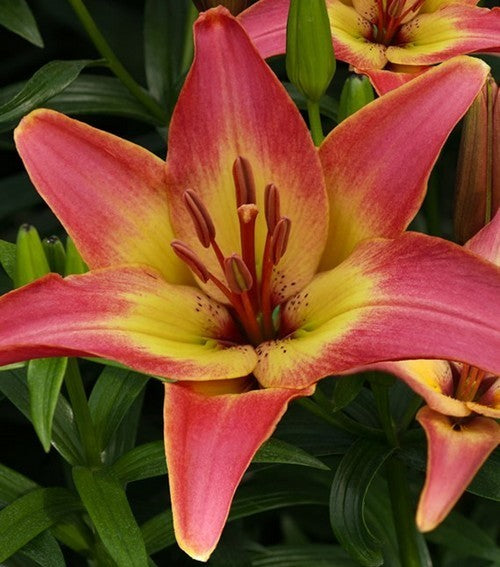 Lilium hybride 'Forever Susan'