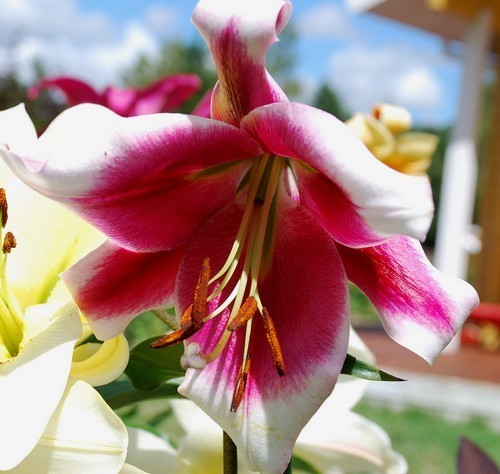 Lilium hybride 'Friso'