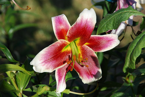 Lilium hybride 'Friso'