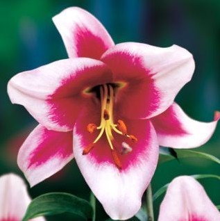 Lilium hybride 'Friso'