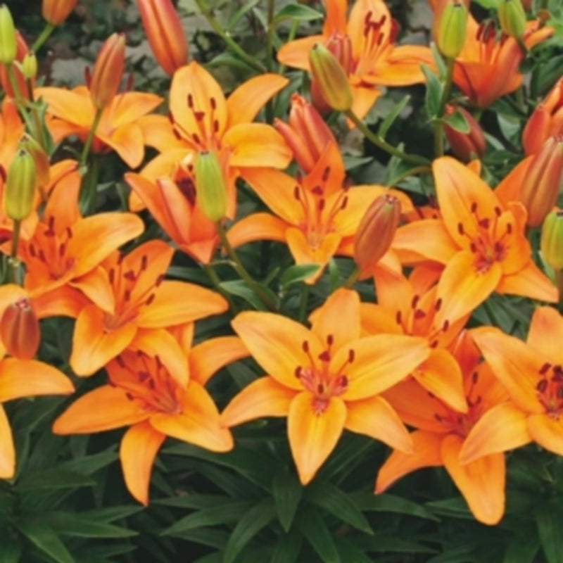Lilium hybride 'Happy Memories' / 'Abbevilles Pride'