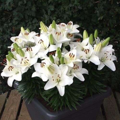 Lilium hybride 'Happy Snow' / 'Happy Ice'